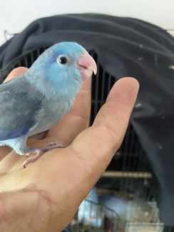 Parrotlets Hand reared