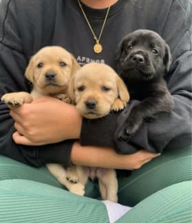 Labrador retriever hot sale gumtree