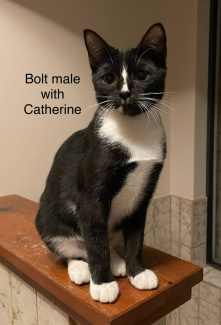 Bolt - Perth Animal Rescue Inc vet work cat/kitten