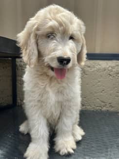 Gumtree goldendoodle best sale