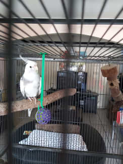 Cockatiel clearance cage gumtree