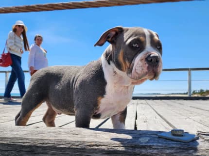 exotic American pocket bullies, Dogs & Puppies, Gumtree Australia  Playford Area - Smithfield