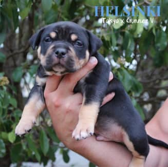 American pocket ￼bullies puppies ABKC registered ￼, Dogs & Puppies, Gumtree Australia Playford Area - Virginia