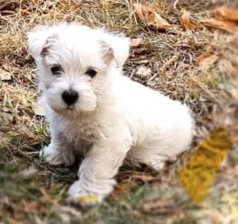 Gumtree westie puppies for 2024 sale