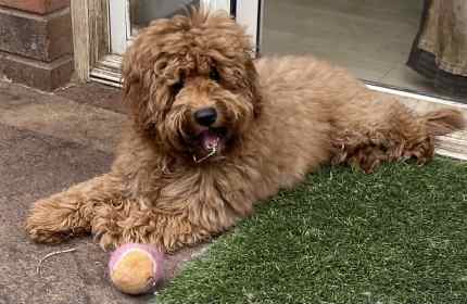 Small Mini Ruby Male Cavoodle 5 1/2 months old Ethical Breeder