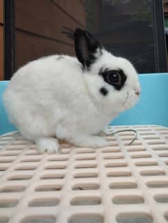 Gumtree clearance netherland dwarf