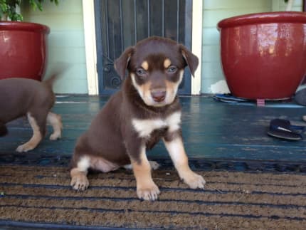 Red kelpie hot sale pups for sale