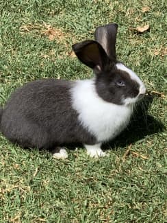 Flemish giant rabbit hot sale for sale craigslist