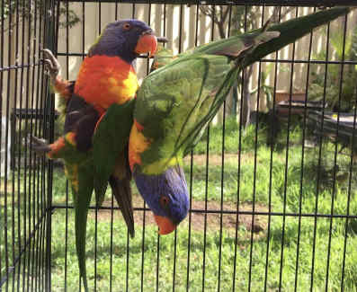 Pairs of Rainbow Lorikeet Parrots and Cage for Sale
