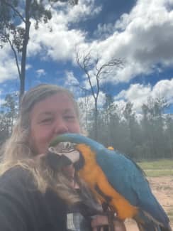 Hand raised MALE blue and gold macaw