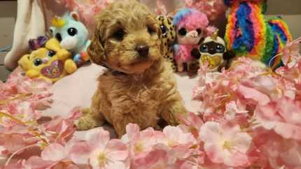 DNA cleared - Highest quality mini/toy F1b Labradoodles