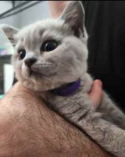 British shorthair best sale kittens central coast