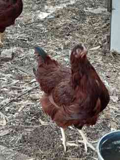 Chooks for sale. Hens pullets  roosters  and batams 