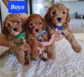 Gumtree 2025 toy cavoodle