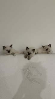 3x Purebred Ragdoll Kittens for Sale