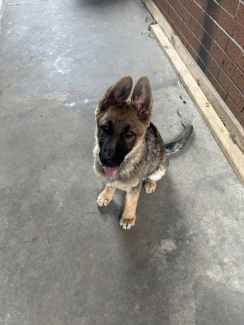 Gumtree shops german shepherd puppies