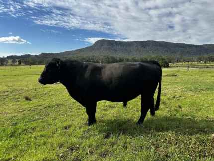 Black Talooby Blood line Angus Bull 5 year old