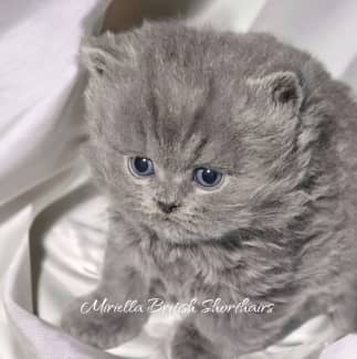 Miriella deals british shorthair