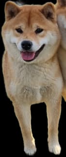 Located in Melbourne - Shiba Inu - red, two year old, female