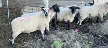 A variety of pregnant ewes
