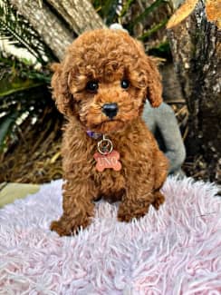 Gumtree toy shop poodles for sale