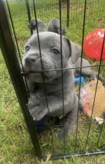 Blue staffy pups for sale sales with papers