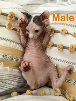 1 LEFT* Beautiful Entire Purebred Sphynx Kittens