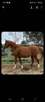 super sweet Arab mare for experienced home/broodmare