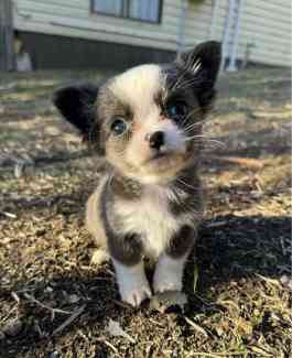 Purebred long coat chihuahua puppies - Ready Now!