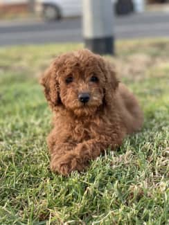 Cheap toy clearance poodles for sale