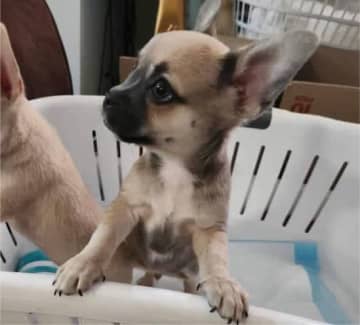 Gumtree chihuahua best sale dogs for sale