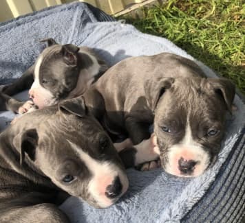 Blue American Staffy | Dogs & Puppies | Gumtree Australia Free Local  Classifieds
