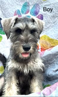 Miniature schnauzer puppies store for sale gumtree