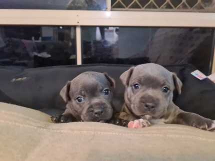 Purebred staffy pups for hot sale sale