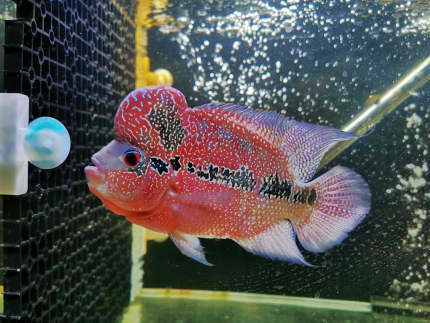 male flowerhorn for sale