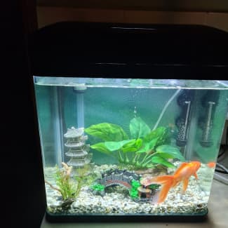 artificial fish tanks  Gumtree Australia Free Local Classifieds