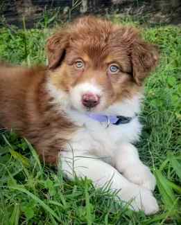 Australian shepherd puppies hot sale for sale gumtree