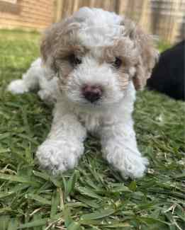 Perfect cavoodle puppies looking for their furever home