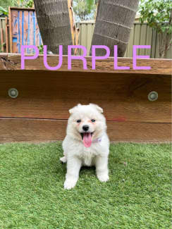 Japanese spitz best sale near me