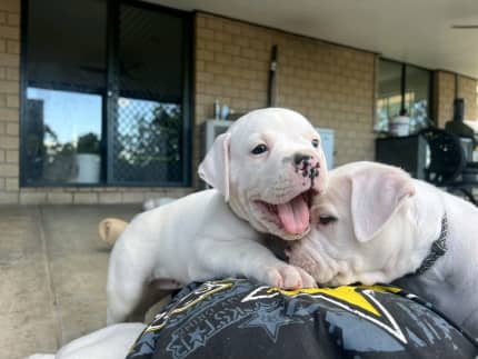 Dogo argentino store for sale gumtree