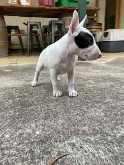 Bull cheap terrier gumtree