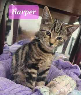 Harper rescue Male Kitten
