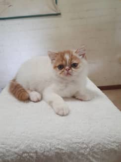 exotic shorthair | Cats & Kittens | Gumtree Australia Free Local Classifieds