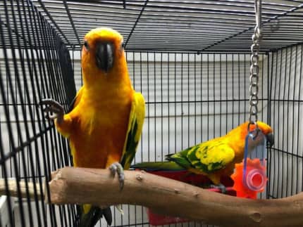 Rosella parakeet best sale for sale