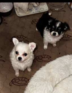 Chihuahua Dogs & Puppies For Sale In Sydney, Nsw | Gumtree Australia