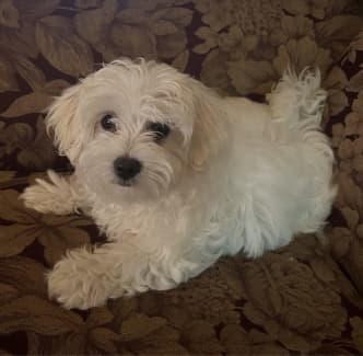 Gumtree maltese hot sale puppy