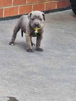 Gumtree cheap cane corso