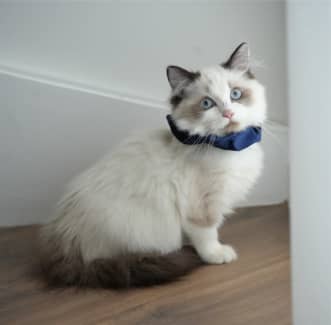 Purebred ragdolls available for loving families now❤️