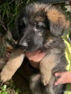 German Shephard Puppies for Sale Male and Female