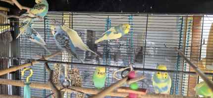 Budgies. 2 for $50 or 1 for $30. Best offer Cage & Birds [$300]